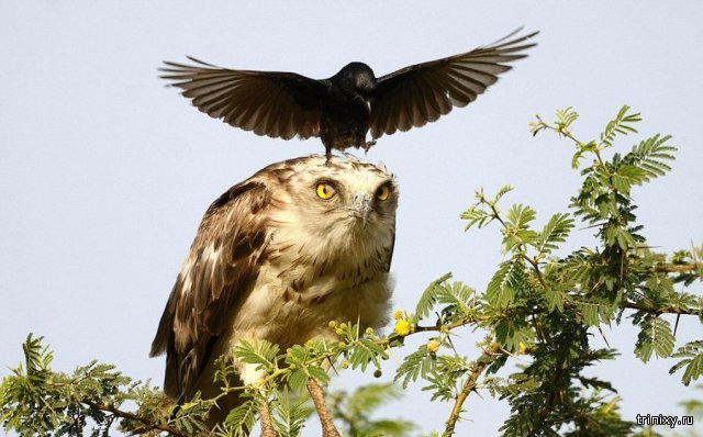 Смелая ворона против орла