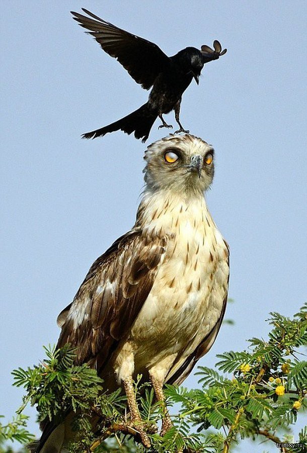 Смелая ворона против орла