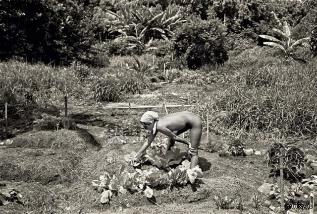 Как жила гавайская община: рай, уничтоженный правительством