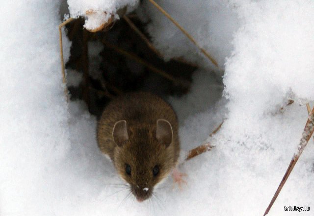 Как под снегом выживают мелкие зверьки и насекомые
