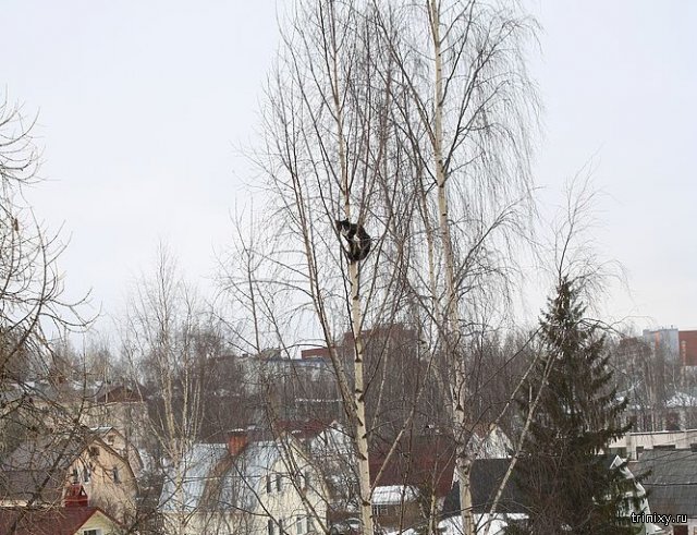 Операция по спасению кота с верхушки дерева