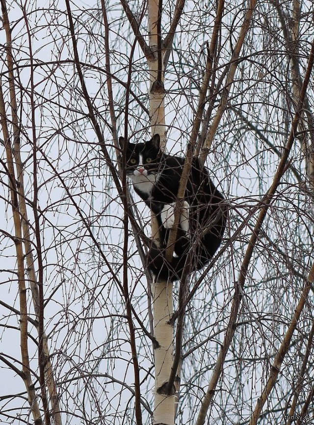 Операция по спасению кота с верхушки дерева