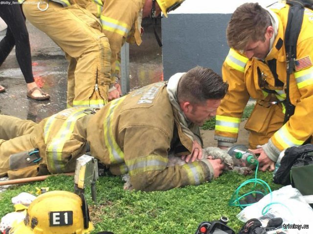 Пожарный реанимировал собаку, спасенную из пожара