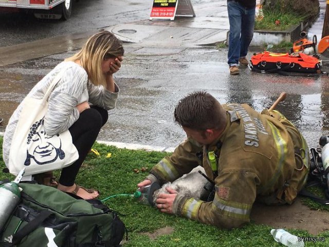 Пожарный реанимировал собаку, спасенную из пожара