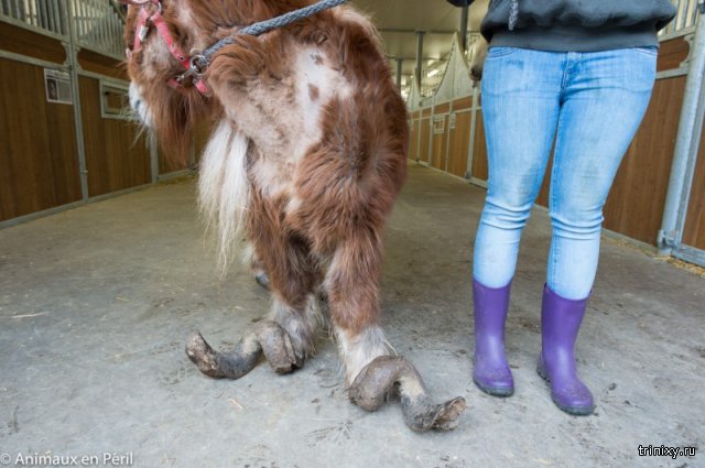 Волонтеры спасли лошадь и пони, закрытых на месяцы в сарае