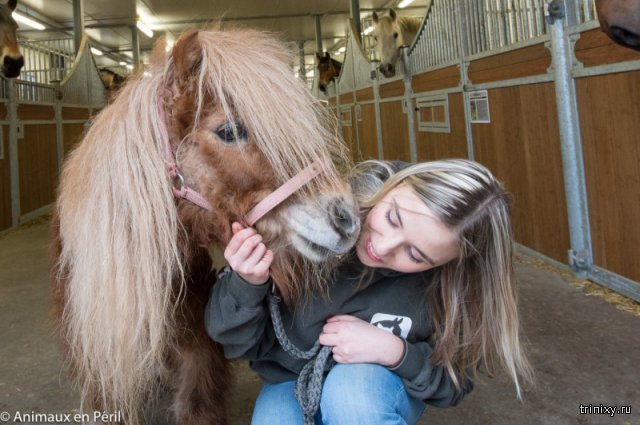 Волонтеры спасли лошадь и пони, закрытых на месяцы в сарае