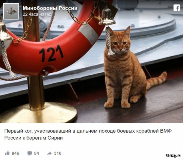 Министерство обороны РФ представило кота, ходившего на корабле к берегам Сирии