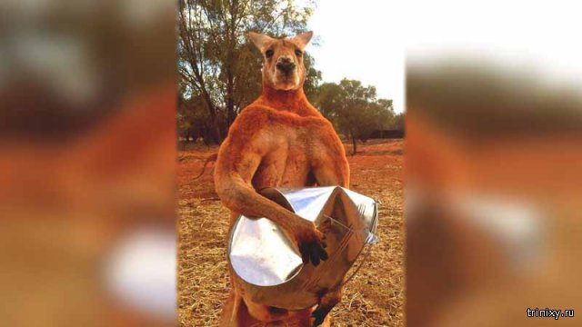 В Австралии поставят памятник прославившемуся мускулатурой кенгуру Роджеру