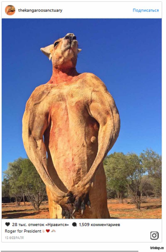 В Австралии поставят памятник прославившемуся мускулатурой кенгуру Роджеру