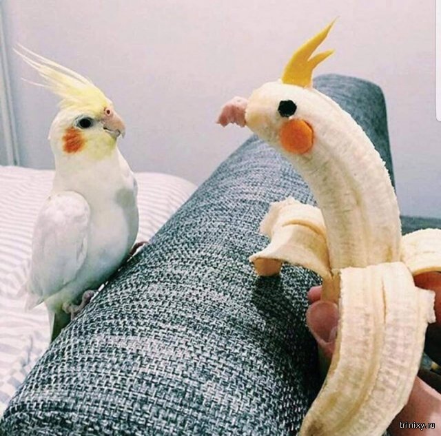 Банановый друг