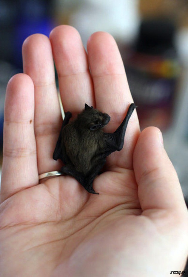 Самые маленькие животные в мире