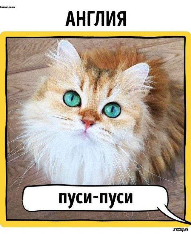 Как зовут кошек в разных странах мира