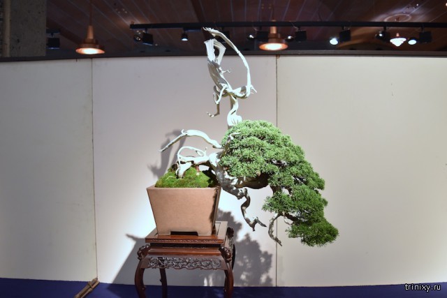 Выставка бонсай - Кокуфутен, 2018 год