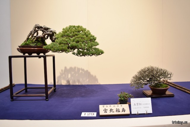 Выставка бонсай - Кокуфутен, 2018 год