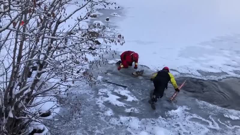 Спаслись видео. Спасение оленя из проруби. Олень провалился под лед. Мужчины спасли оленя провалившегося под лед. Новости олень застрял на льду.