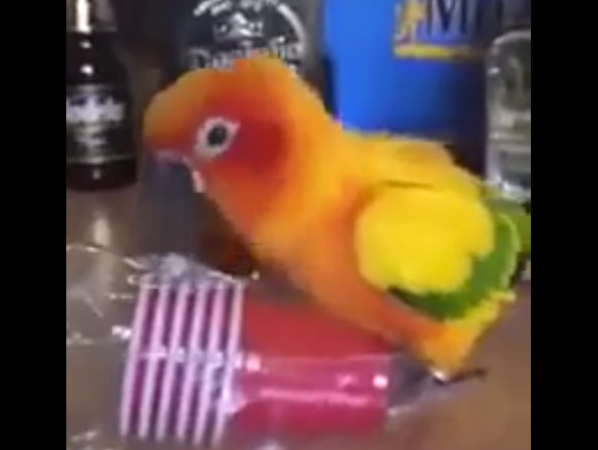Самодостаточный попугай, развлекающий сам себя