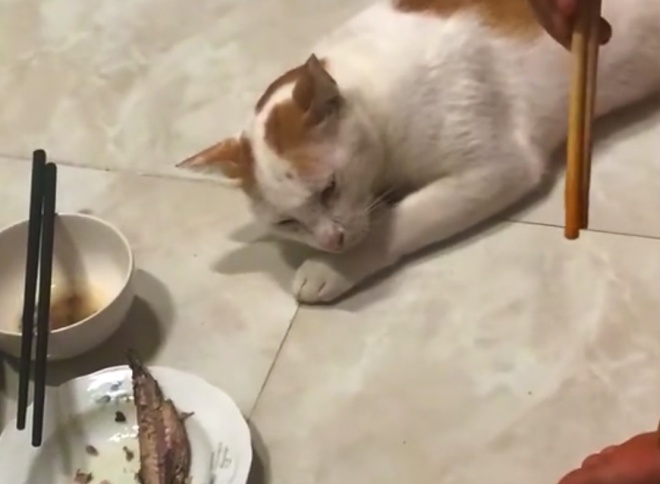 Кот добыл себе еду «под шумок»