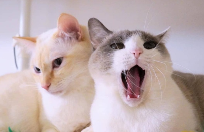 Чако и Сузука: коты, покорившие сеть своей грациозностью
