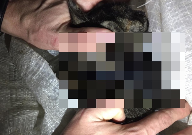 Кошка-наркокурьер была поймана с полным ошейником гашиша