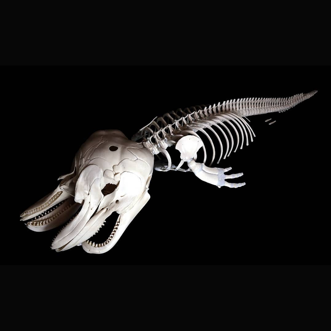 Остеологи из Франции публикуют в Instagram фотографии скелетов разных животных