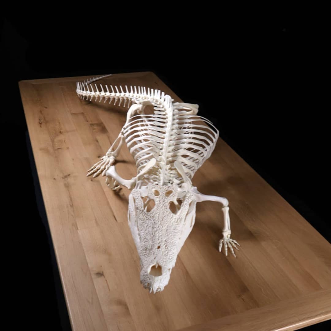 Остеологи из Франции публикуют в Instagram фотографии скелетов разных животных