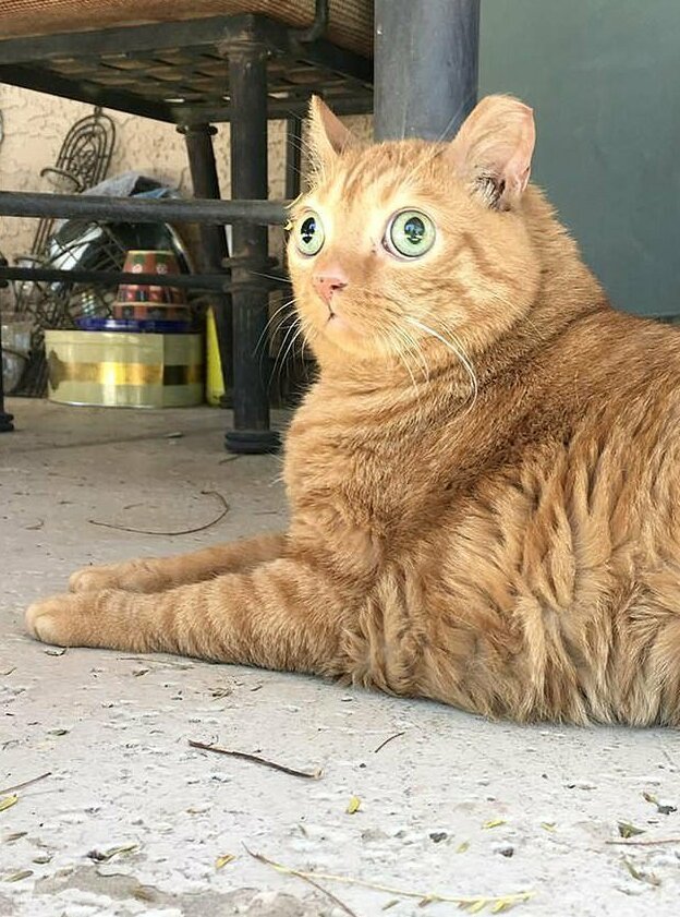 Потейто: кот, ставший звездой благодаря своим глазам необычно большого размера