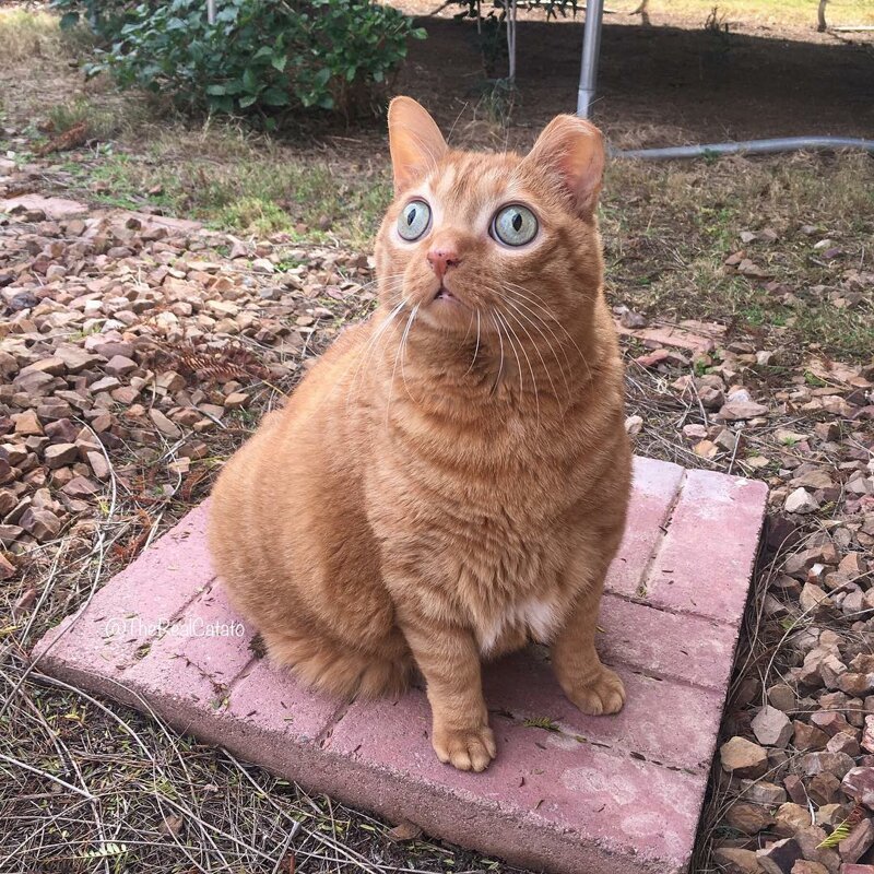 Потейто: кот, ставший звездой благодаря своим глазам необычно большого размера