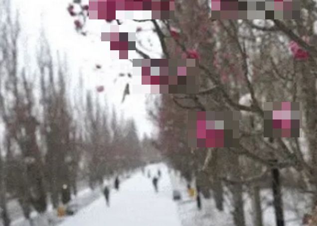 В Омске выпал снег, но тополя до сих пор «цветут»