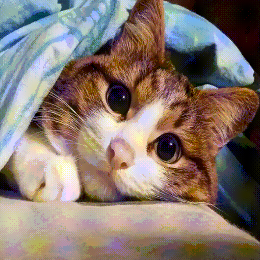 Рекси-самый эмоциональный кот в мире!