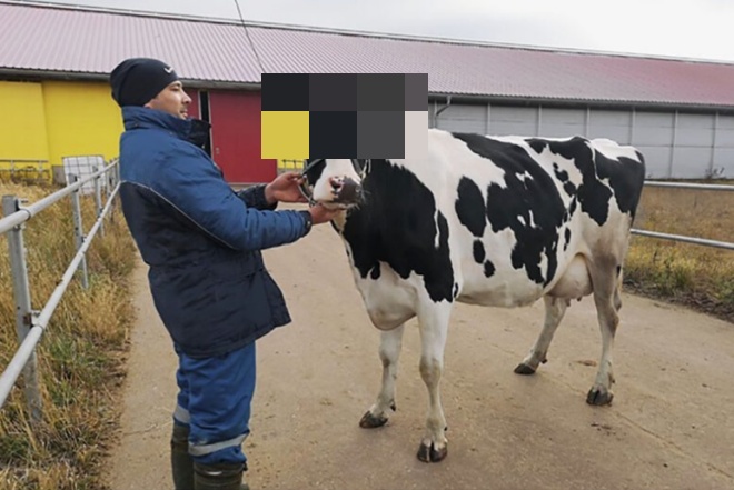 На коров с Подмосковной фермы надели VR-очки