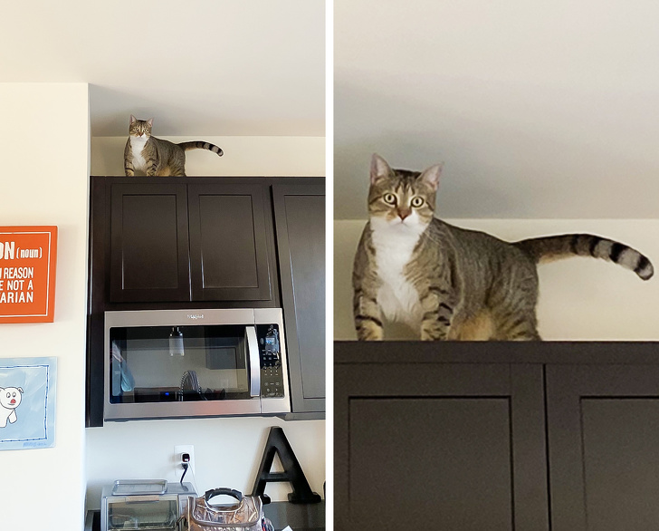 Фотоподборка о том, как тяжело жить с котом под одной крышей
