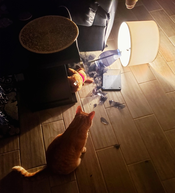 Фотоподборка о том, как тяжело жить с котом под одной крышей