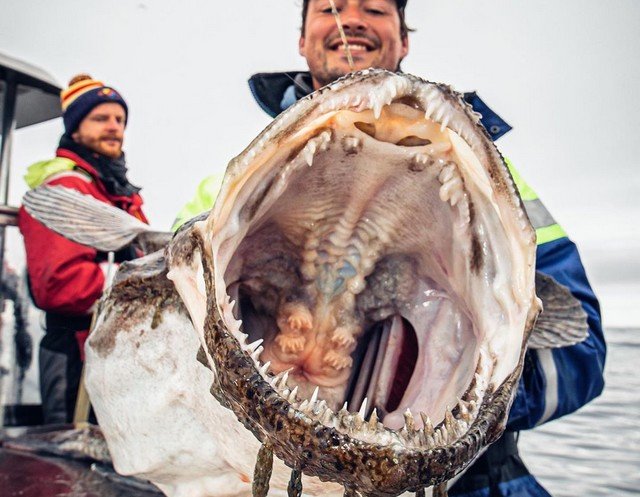 Русский рыбак достал со дна морских чудовищ. Это нужно видеть!