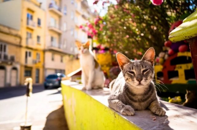 Любители кошек