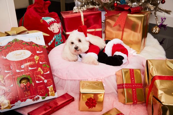 Англичанка потратила почти на три тысячи евро на рождественские подарки для собаки