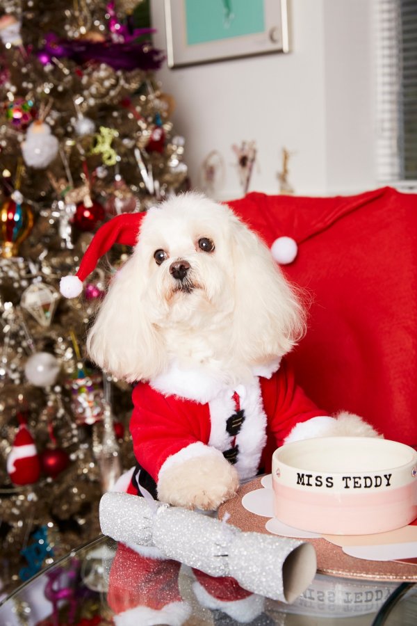 Англичанка потратила почти на три тысячи евро на рождественские подарки для собаки