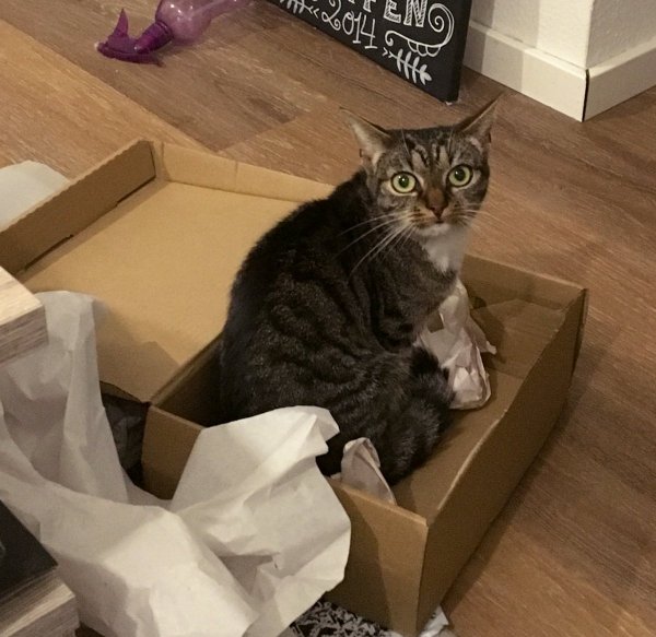 Тред в Твиттере: коты и коробки созданы друг для друга