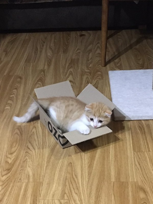 Тред в Твиттере: коты и коробки созданы друг для друга