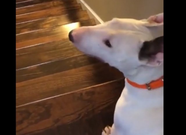 Собака нашла странный способ спускаться по лестнице