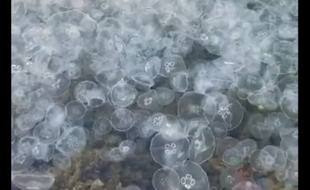 В Краснодарском крае нашествие медуз