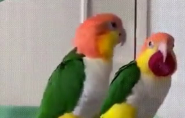 Как попугай радуется победе над сородичем
