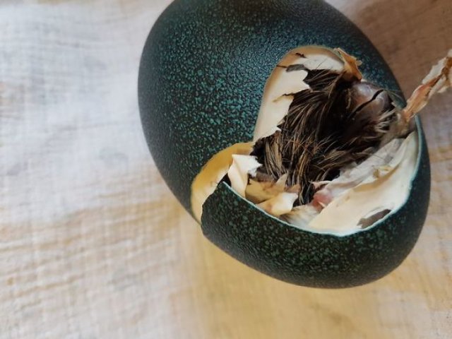 Шарлотта купила «яйцо экзотической птицы», из которого неожиданно вылупился птенец