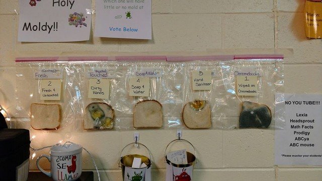 Американским школьникам на примере хлеба объяснили, зачем мыть руки