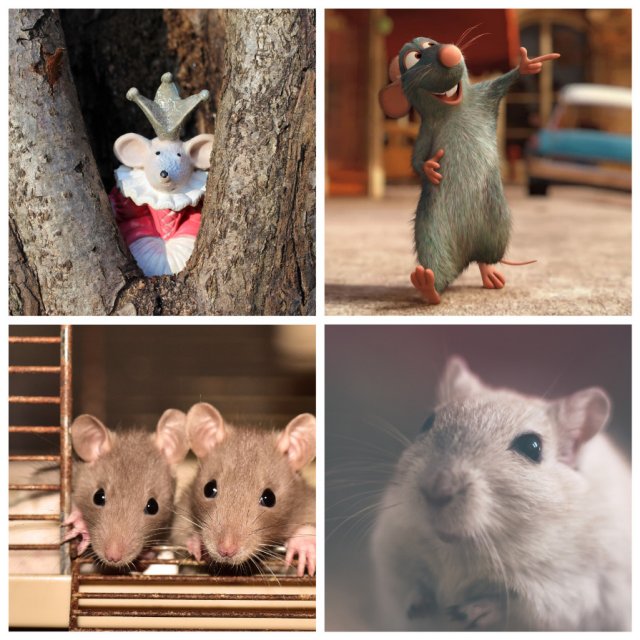 Крысы – одни из самых умных существ на Земле