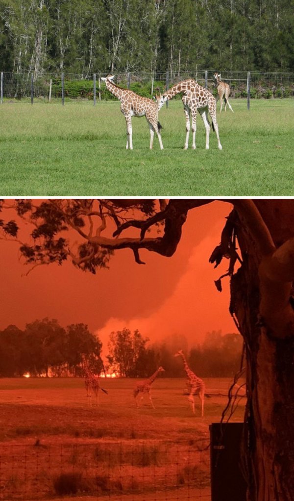 Hogyan alakították át a tüzek Ausztráliát