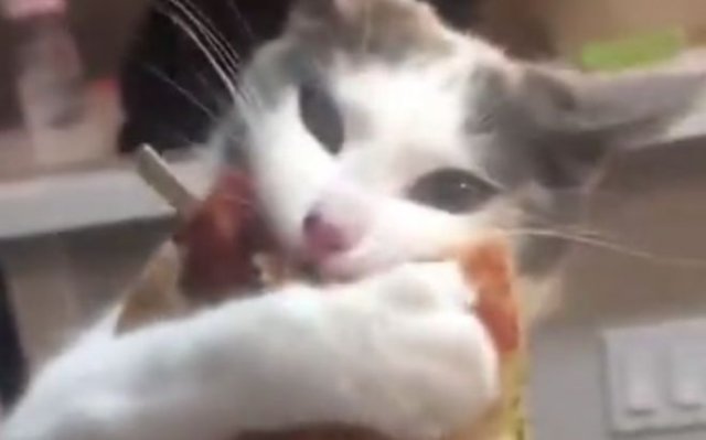 Кошка, готовая порвать за небольшой кусок пиццы