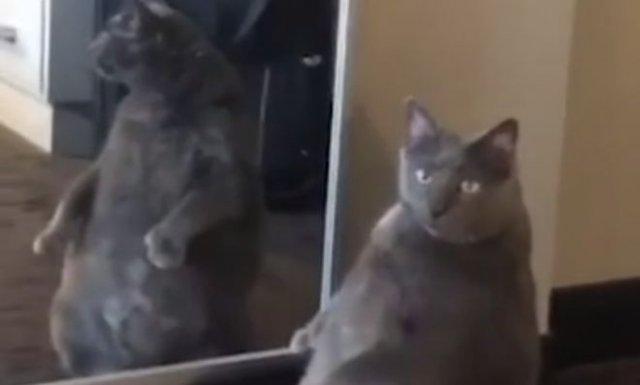 Толстый кот очень удивился своему отражению в зеркале