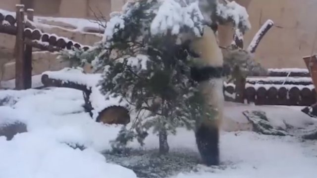 Панда решила убрать елку