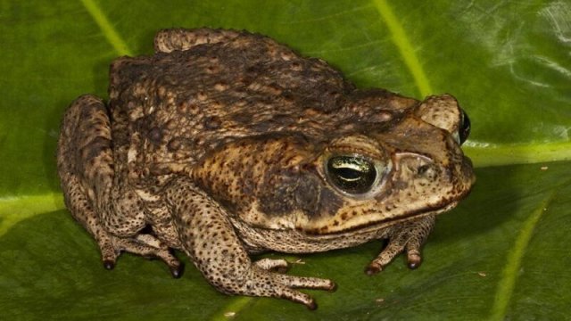 Пчелиная матка, жабы и сера