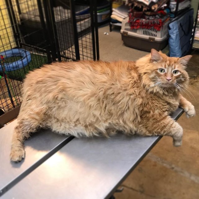 Кот по имени Базука – 18 килограммов красоты и счастья